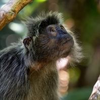 hulman stříbrný - Trachypithecus cristatus