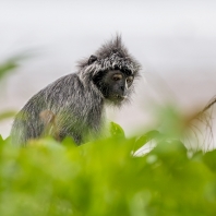 hulman stříbrný - Trachypithecus cristatus