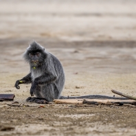 hulman stříbrný - Trachypithecus cristatus