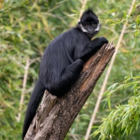 hulman uzdičkový - Trachypithecus francoisi