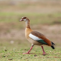 husice egyptská - Alopochen aegyptiaca