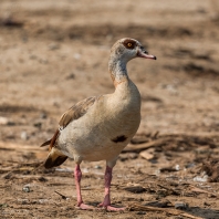 husice egyptská - Alopochen aegyptiaca