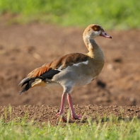 husice egyptská - Alopochen aegyptiaca