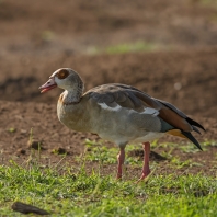 husice egyptská - Alopochen aegyptiaca