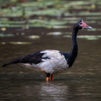 husovec strakatý - Anseranas semipalmata
