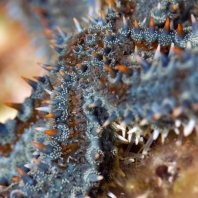 hvězdice obrovská - Marthasterias glacialis