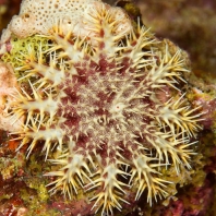 hvězdice trnová koruna - Acanthaster planci