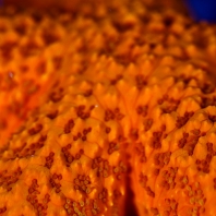 hvězdice vzácná - Echinaster sepositus