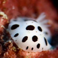 hvězdnatka leopardí - Peltodoris...