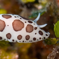 hvězdnatka leopardí - Peltodoris...