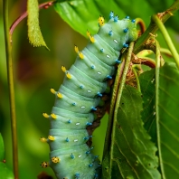 Hyalophora cecropia