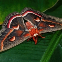Hyalophora cecropia
