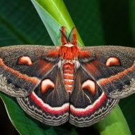 Hyalophora cecropia