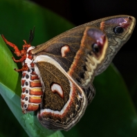 Hyalophora cecropia
