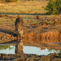 hyena čabraková - Hyaena brunnea