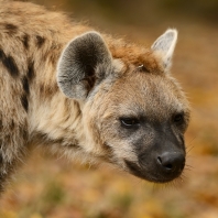 hyena skvrnitá - Crocuta crocuta