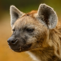 hyena skvrnitá - Crocuta crocuta