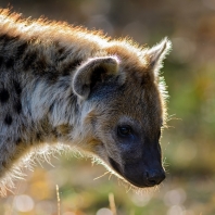 hyena skvrnitá - Crocuta crocuta