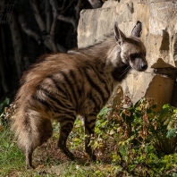 hyena žíhaná - Hyaena hyaena