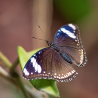 Hypolimnas bolina