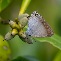 Hypolycaena erylus