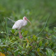 ibis bílý - Eudocimus albus