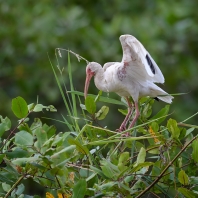 ibis bílý - Eudocimus albus