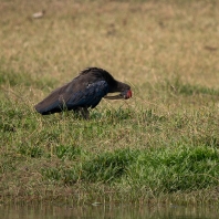 ibis bradavičnatý - Pseudibis papillosa