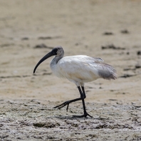 ibis černohlavý - Threskiornis...