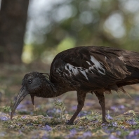 ibis etiopský - Bostrychia carunculata