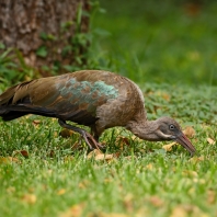 ibis hagedaš - Bostrychia hagedash