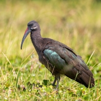 ibis hagedaš - Bostrychia hagedash