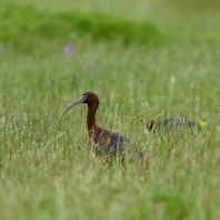 ibis hnědý - Plegadis falcinellus