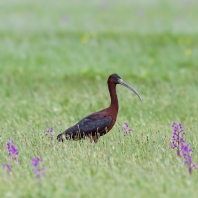 ibis hnědý - Plegadis falcinellus
