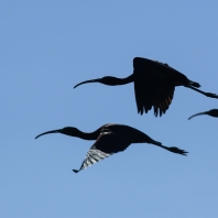 ibis hnědý - Plegadis falcinellus