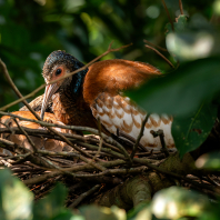 ibis madagaskarský - Lophotibis cristata