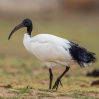 ibis posvátný - Threskiornis aethiopicus