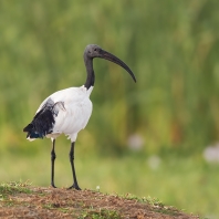 ibis posvátný - Threskiornis aethiopicus