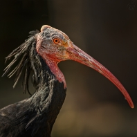 ibis skalní - Geronticus eremita