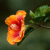 ibišek čínská růže - Hibiscus rosa-sinensis