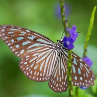 Ideopsis vulgaris