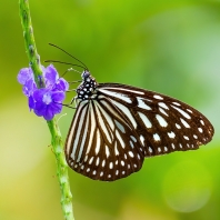 Ideopsis vulgaris