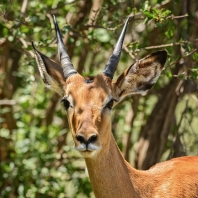 impala - Aepyceros melampus