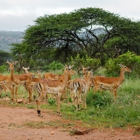 impala - Aepyceros melampus