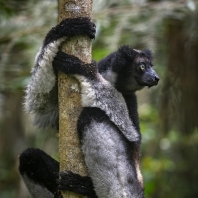 indri - Indri indri