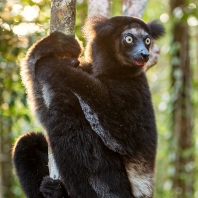 indri - Indri indri