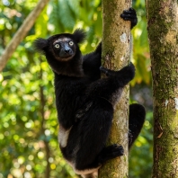 indri - Indri indri