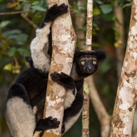 indri - Indri indri