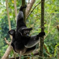 indri - Indri indri