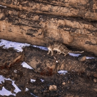 irbis - Panthera uncia